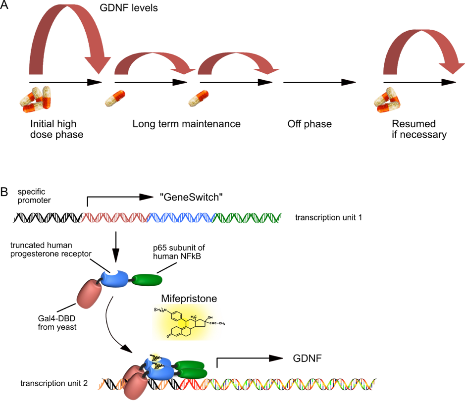 Pharmacological control of therapeutic transgene expression - KüglerLab